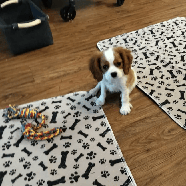 Enjoy A Fresher, Cleaner Home With The PuppyPad