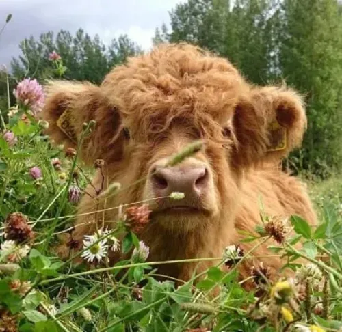 Highland Cow Plush Toy