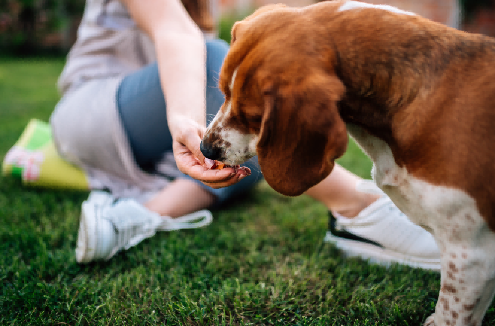 Anti Barking Device for Dogs