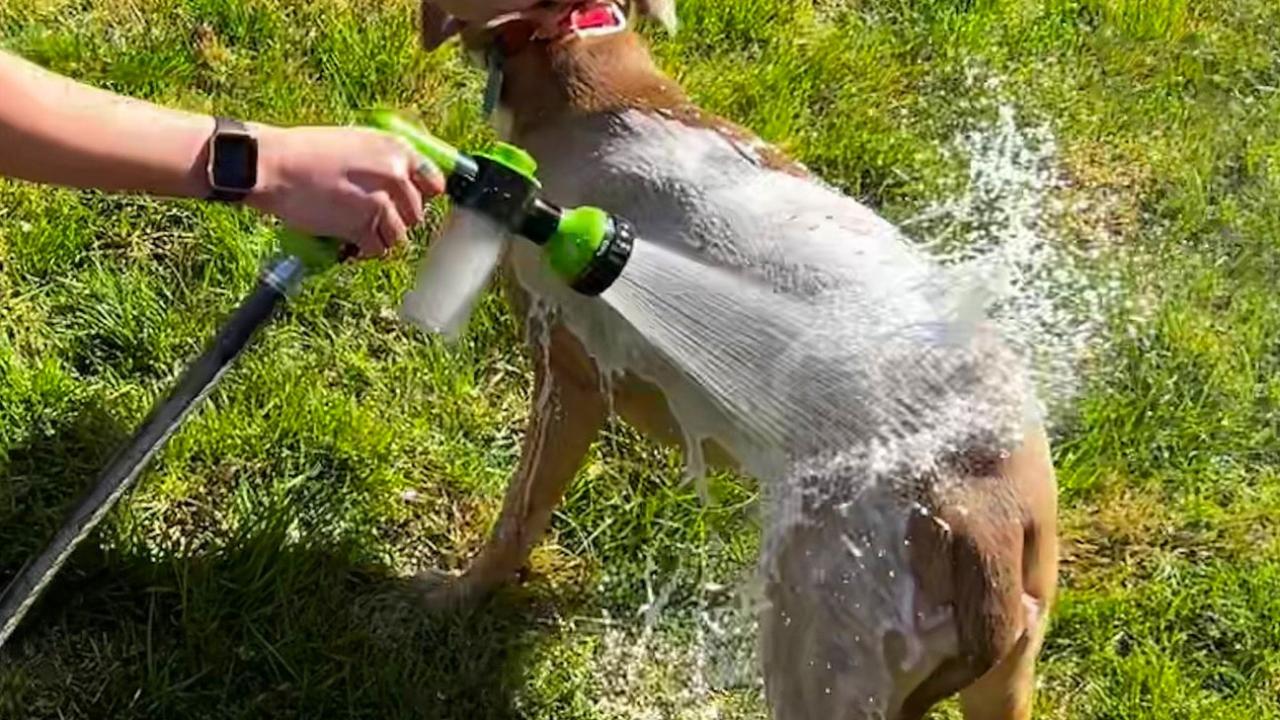 Dog Washer Attachment