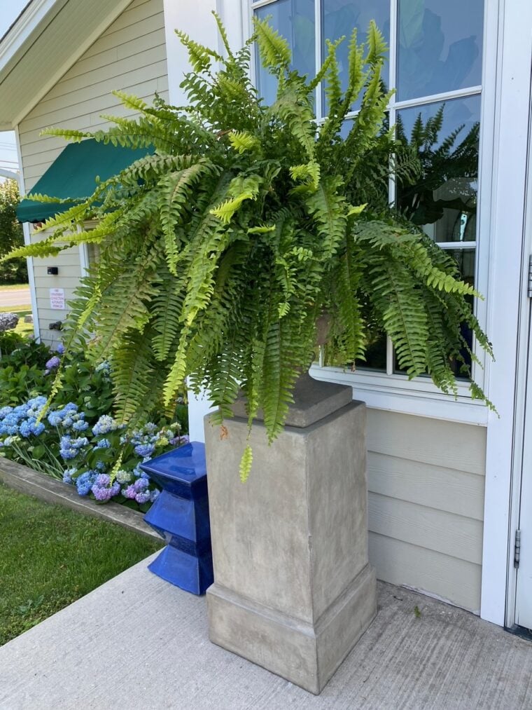 Last Day 75% OFF - UV Resistant Lifelike Artificial Boston Fern