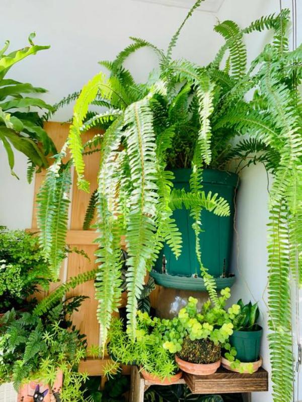 Last Day 75% OFF - UV Resistant Lifelike Artificial Boston Fern