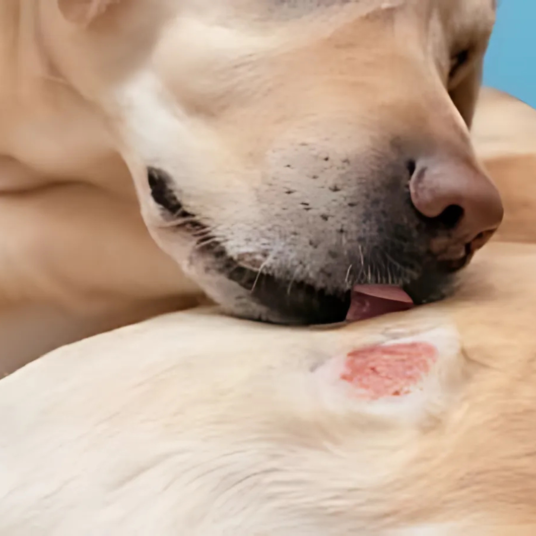 The Grooming Brush